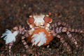   Boxer Crab Eggs  